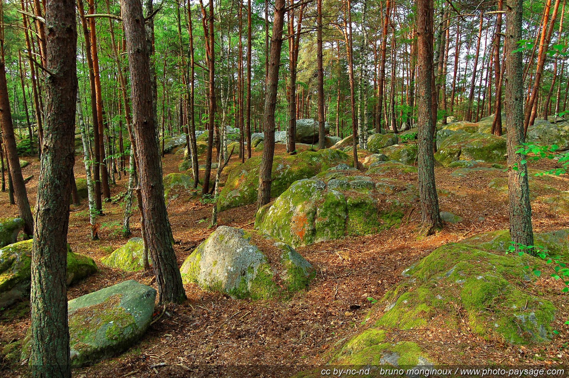 Foret fontainebleau barbizon 08