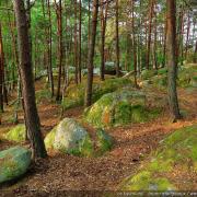 Foret fontainebleau barbizon 08